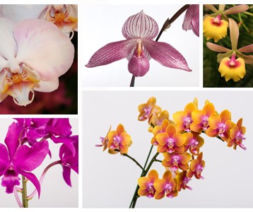 2015 Western North Carolina Orchid Society Annual Show - Asheville.com