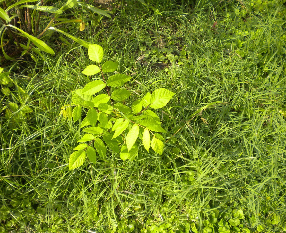 Keep Down Garden Weeds