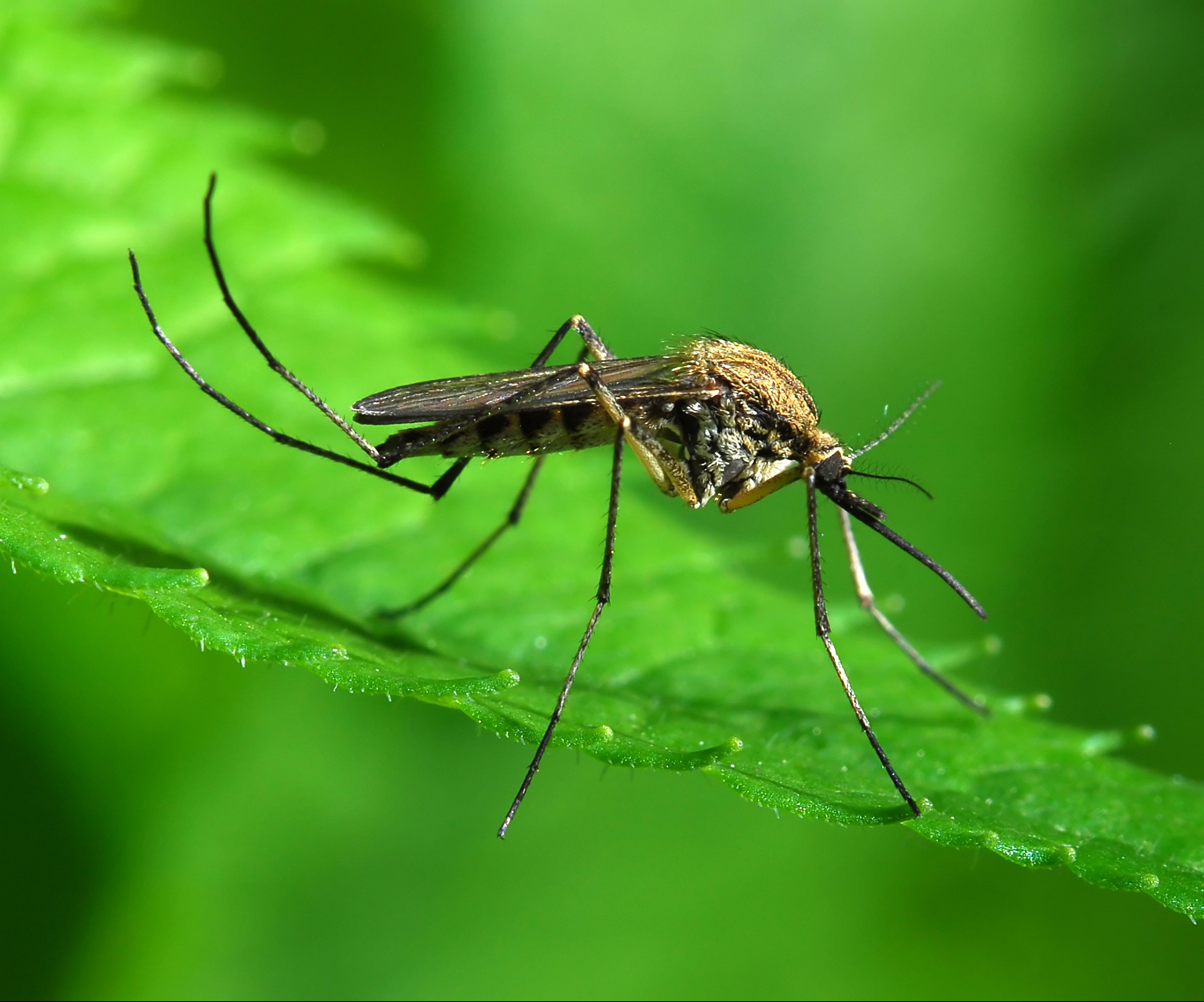 Watch Out for Mosquitoes and Ticks