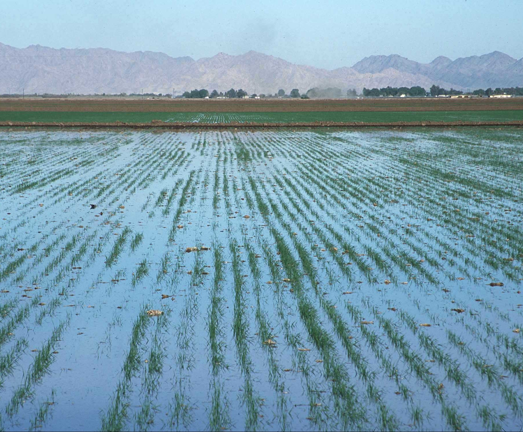First Round of Ag Disaster Checks Headed to Farmers