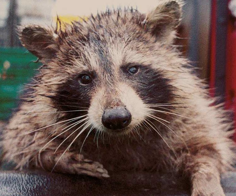 Confirmed Rabies Case in Haw Creek