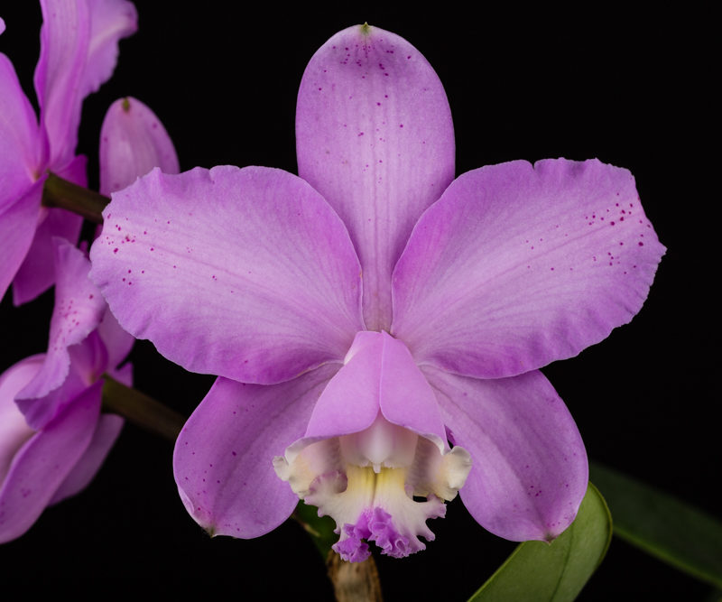 The 2016 Asheville Orchid Festival - Asheville.com