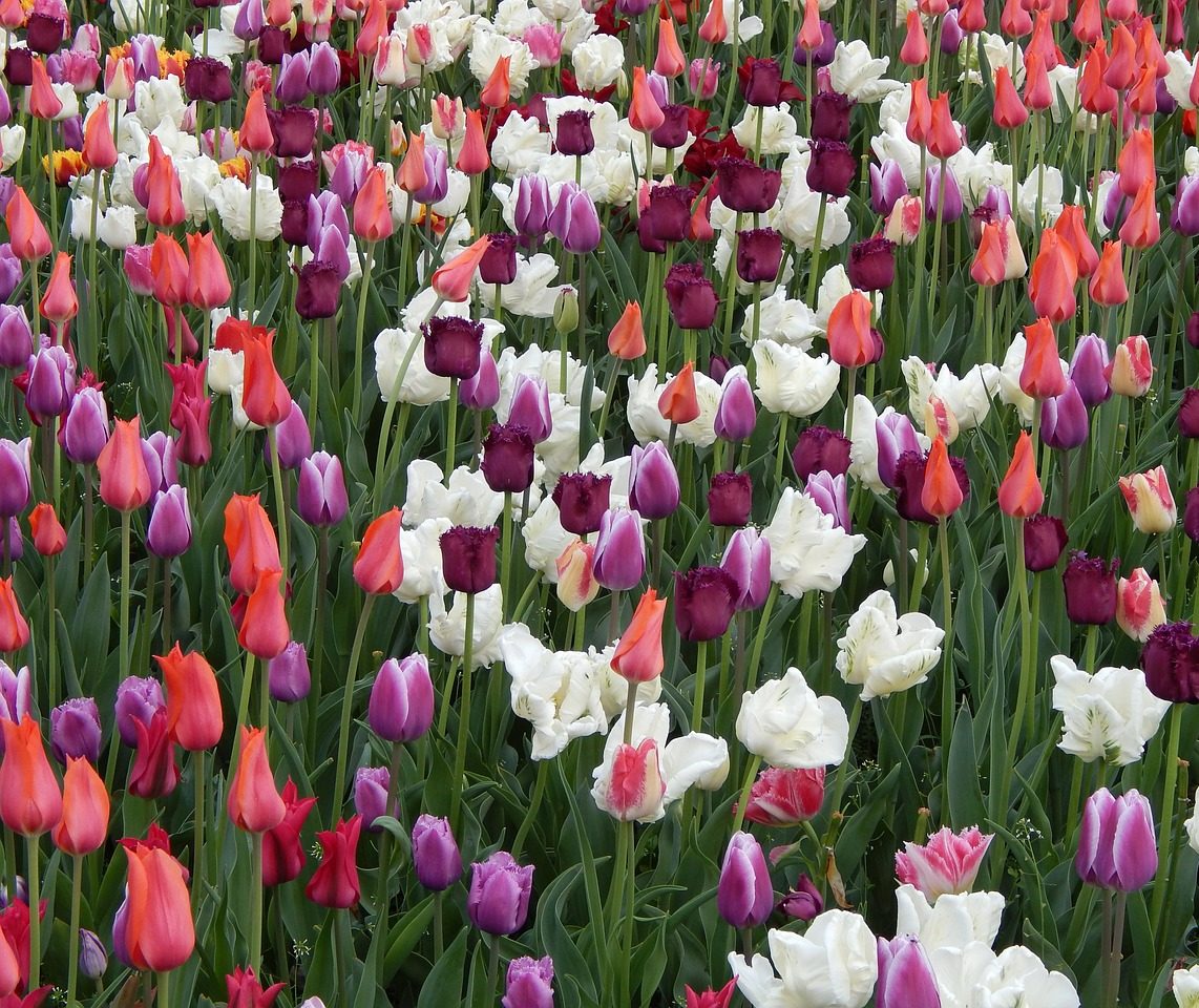 North Carolina’s Wildflower Program is Blooming