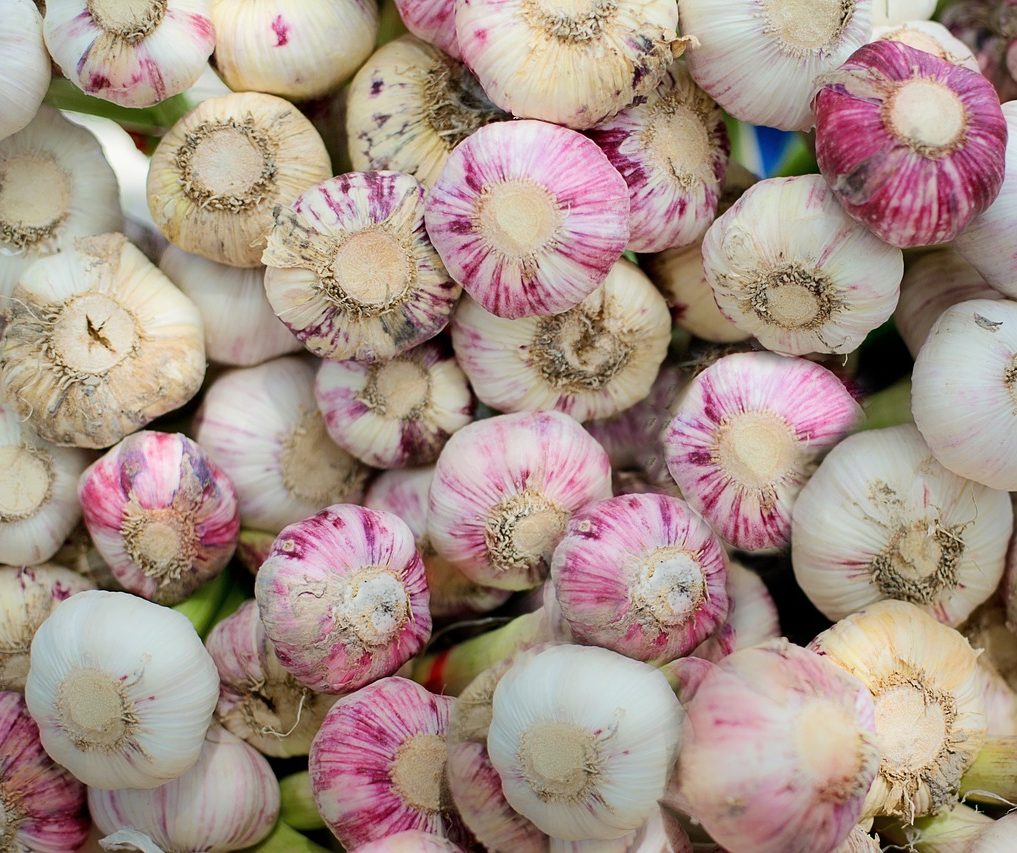 4th Annual WNC Garlic Fest on Oct. 7th