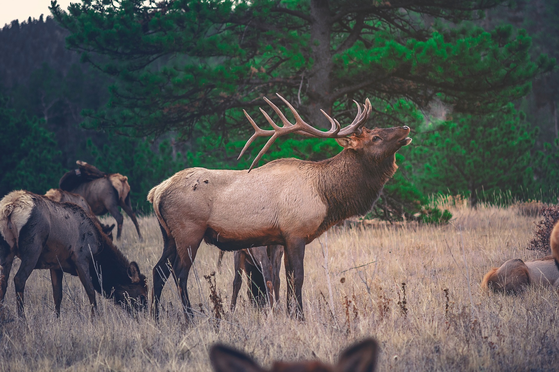 Tips for Seeing Elk in Western North Carolina