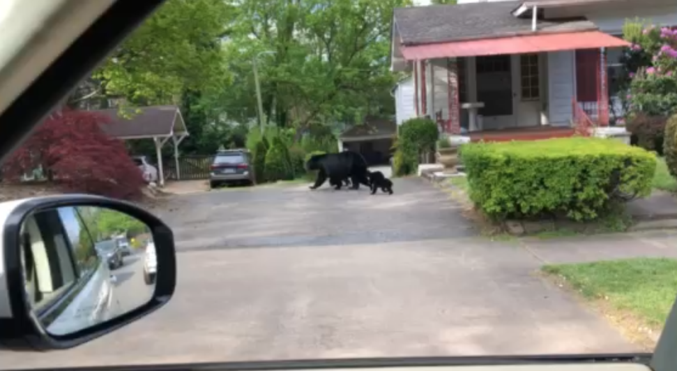 Local Bears Take a Stroll Through North Asheville