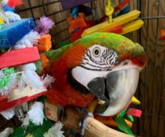A colorful bird on a pirch.