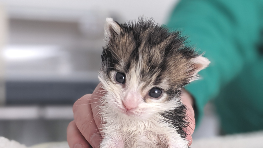 Asheville’s Newborn Kitten Nursery Its First Litter