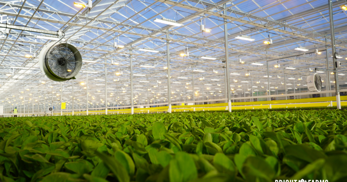 BrightFarms Opens Futuristic Carolina Greenhouse Near Asheville