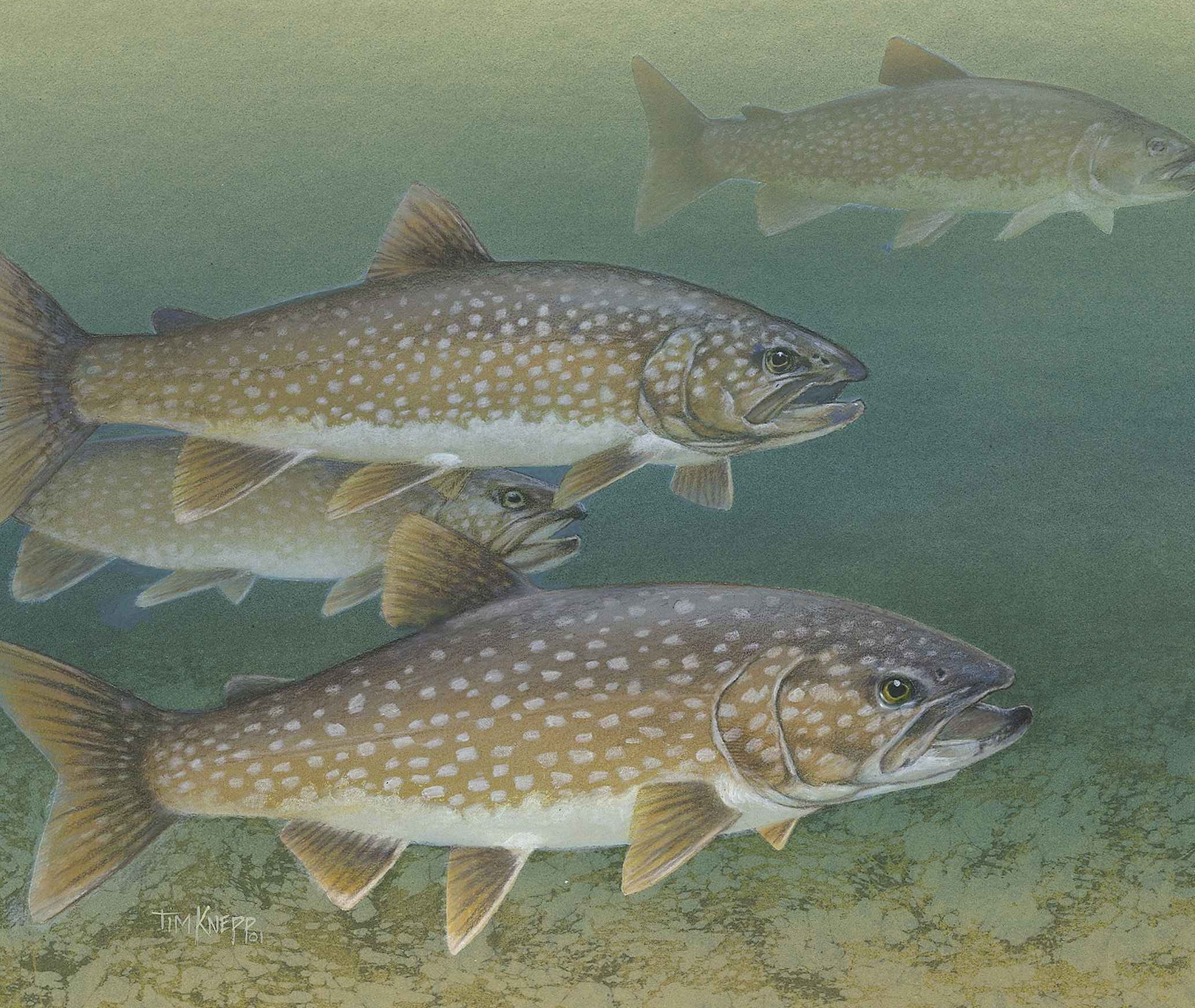 Wildlife Commission Opens WNC HatcherySupported Trout Waters on April