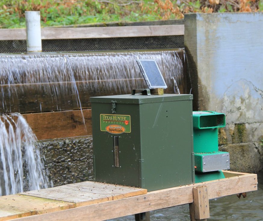 Smoky Mountain Trout Farmer Pioneers Feeding Program