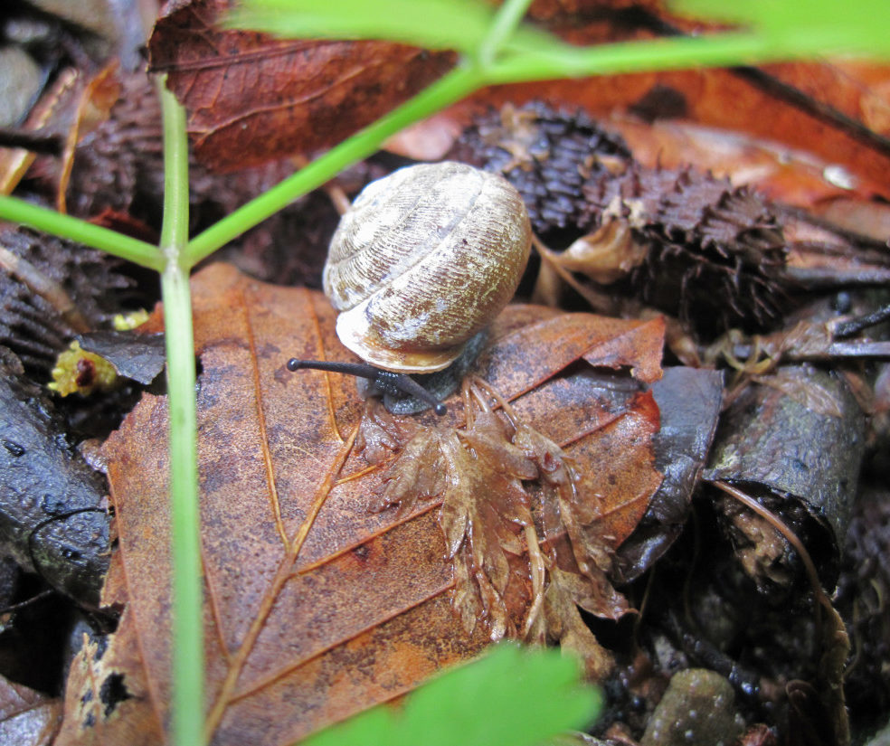 Endangered Snail Survives and Thrives Following Forest Fire