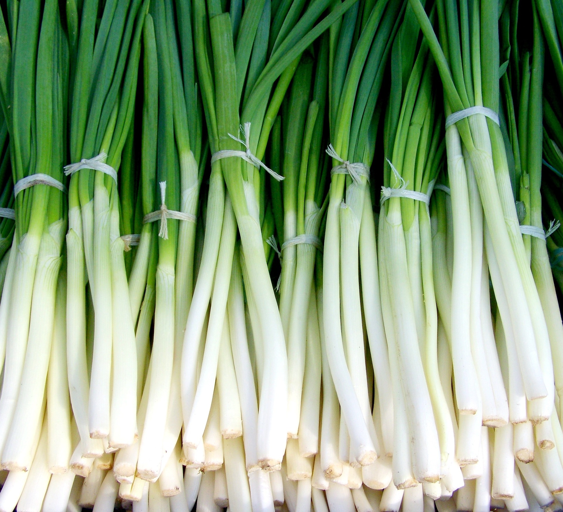 Bunches of green onions on a table.