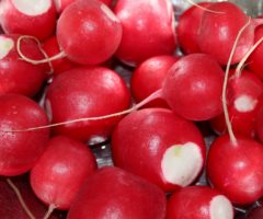 A bundle of cut radishes.
