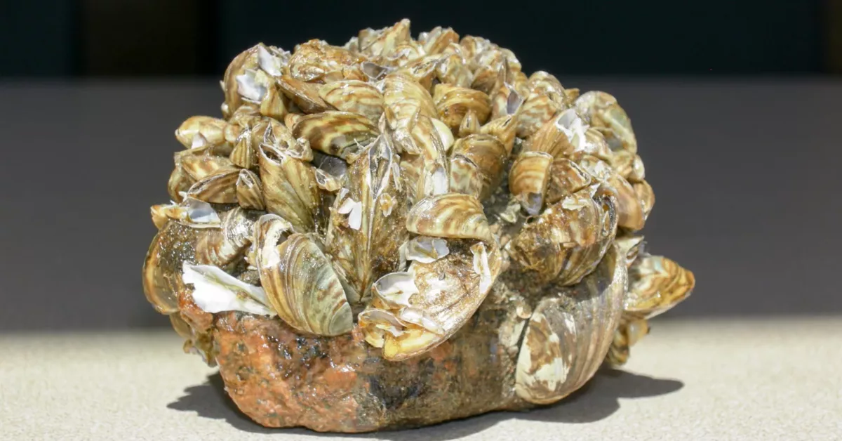 Invasive Zebra Mussels Now Confirmed in North Carolina