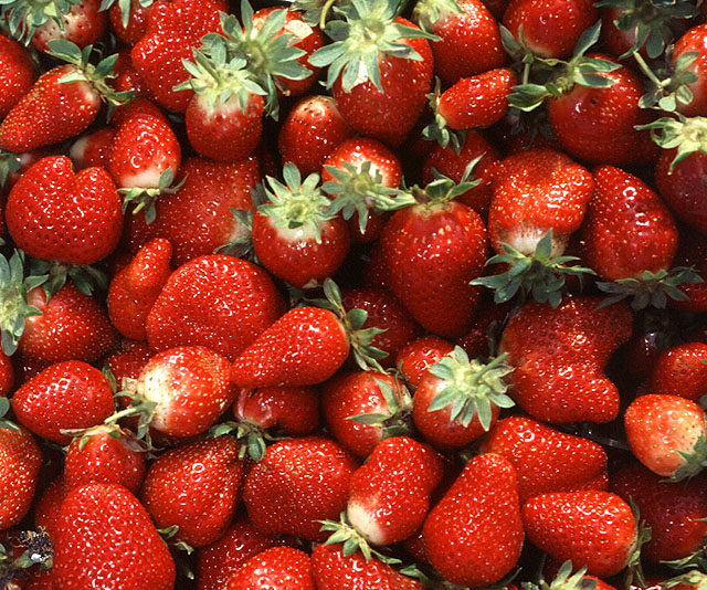 It’s Strawberry Season in South Carolina