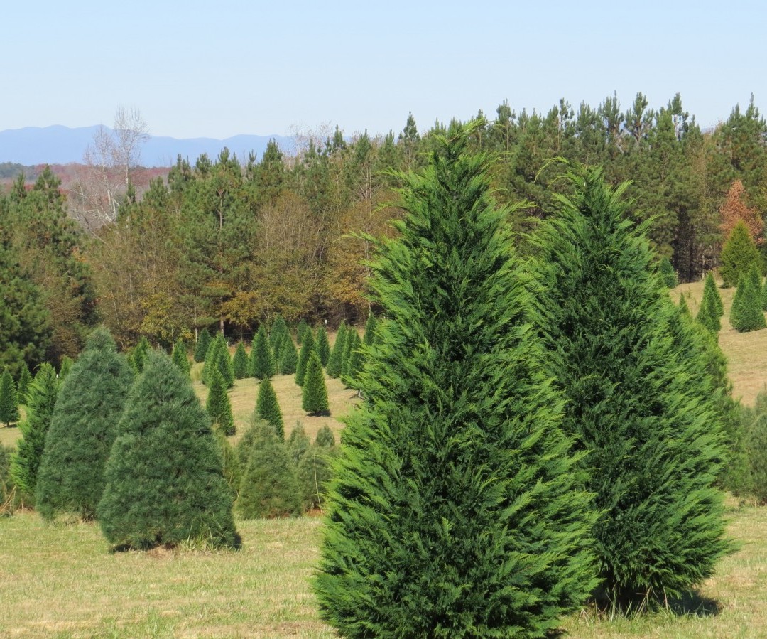 Despite Erratic Weather, Christmas Trees Are as Merry as Ever