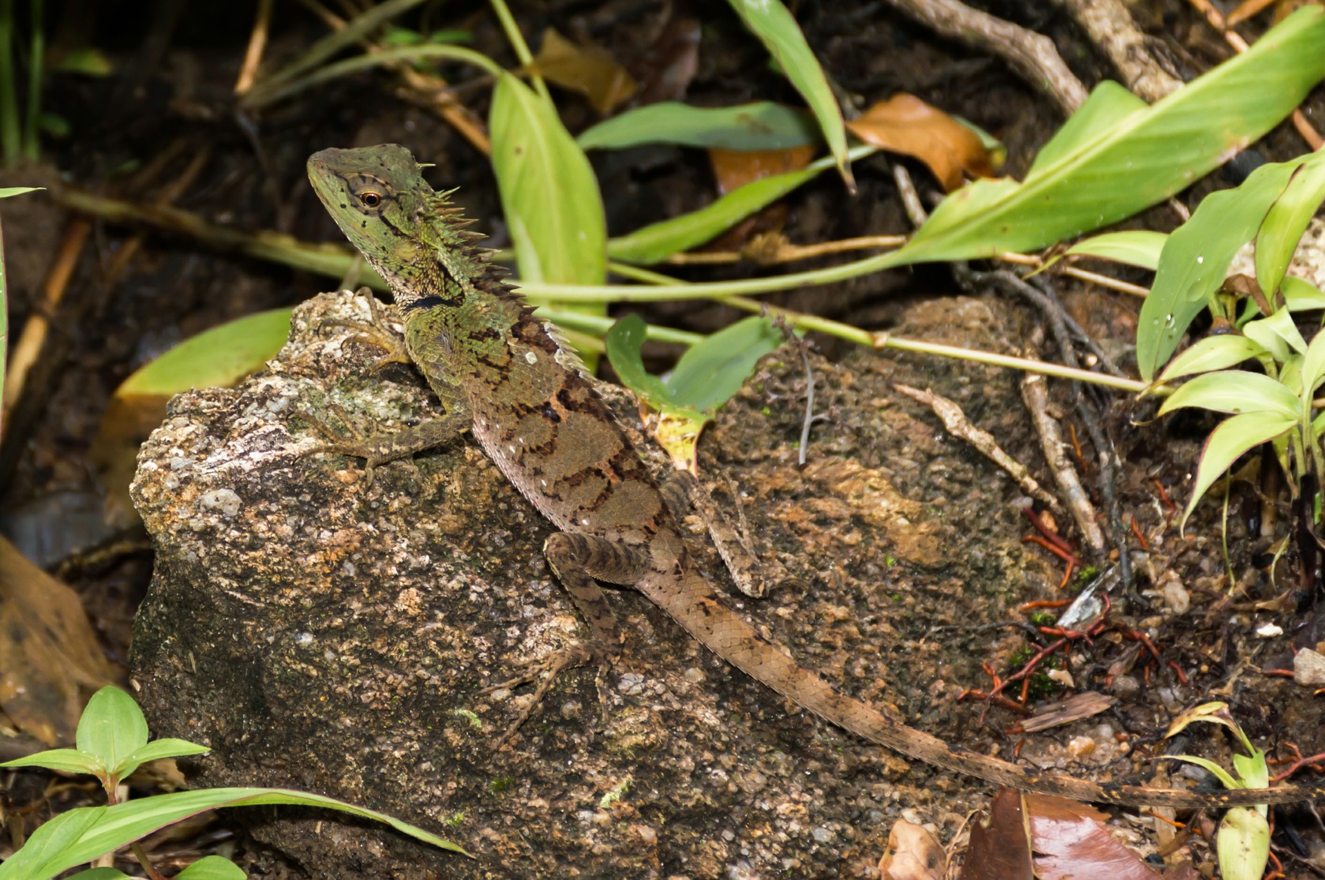 SC DNR Assists in Federal Case of Protected Reptile Trafficking