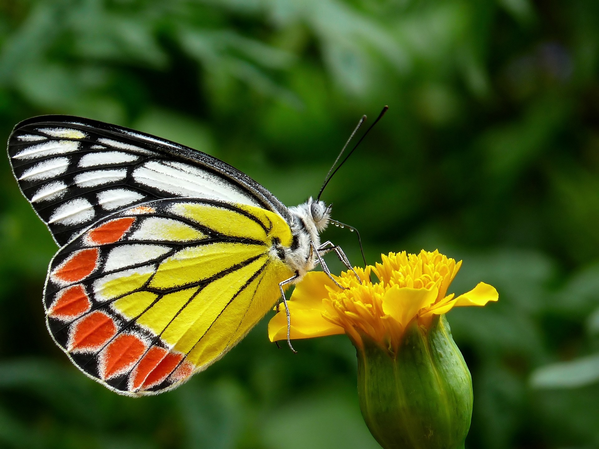 Butterfly Adventure at Roper Mountain Science Center