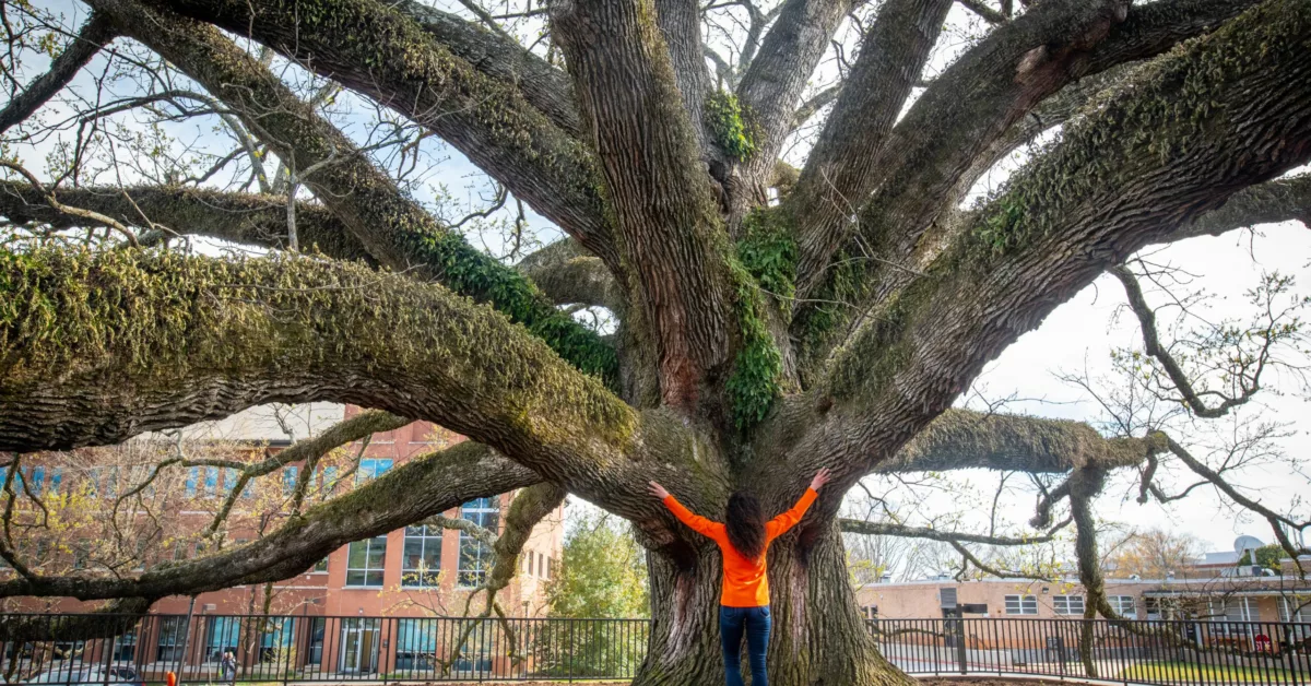 Clemson University Campus Boasts Dozens of South Carolina’s Largest