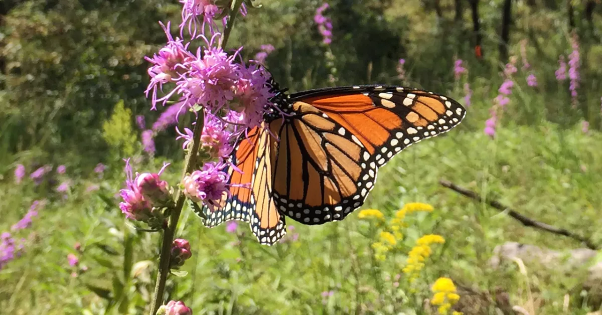 Unique Group of Monarch Butterflies Discovered in Coastal South